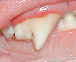 Image of dental disease in dog