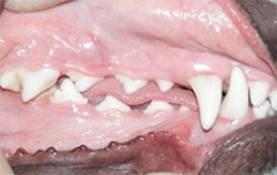 Image of pet's healthy teeth