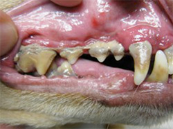 Image of dental ulceration in dog