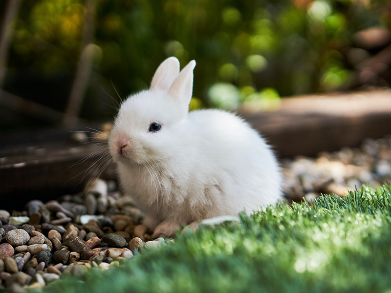 Rabbit Friendly