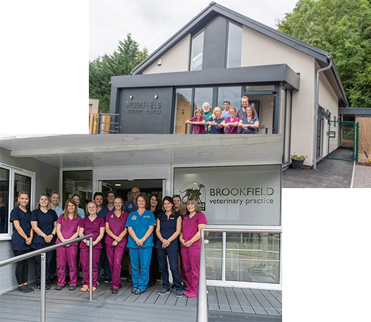 Image of Brookfield Vet Practice with team